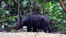 محمية في غرب إندونيسيا تشهد ولادة وحيد قرن سومطري