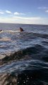 Ballenas pelean por comida en Guanaja