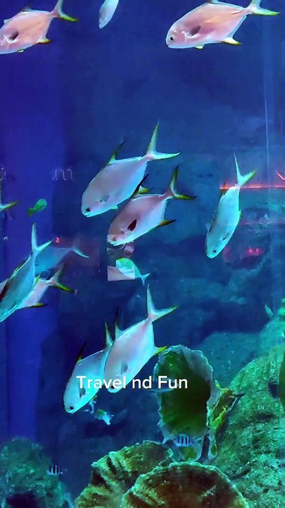 Stunning Mermaid Show in Dubai Mall UAE #dubai #dubaimall #fishing #fish #travel #travelphotography #traveltiktok #tour #tourist #tourism #fyp #fypシ゚ #fypシ #fypage