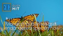 Monarch Butterflies Are Endangered Species Now