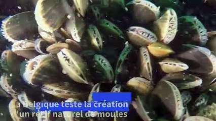 Belgique : un récif de moules pour lutter contre l'érosion côtière