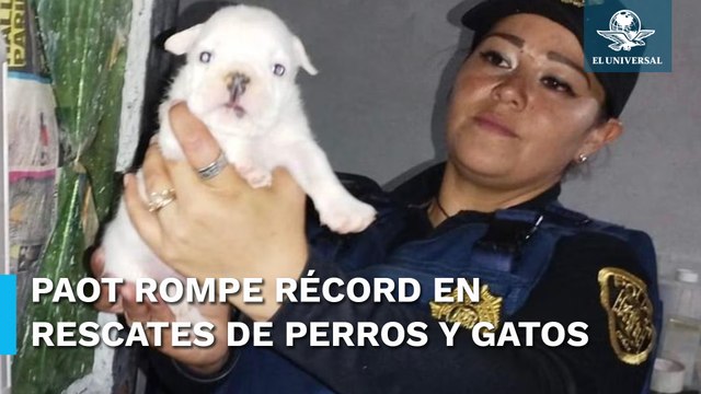 PAOT logra mil rescates de perros y gatos maltratados en CDMX este 2023