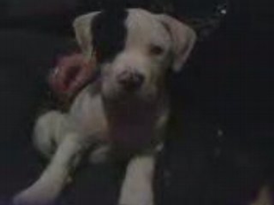 staff bb "chicha"