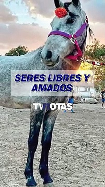 Seres libres, santuario encargado de rescatar y cuidar a varios animalitos