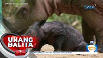 Black Sumatran Rhinoceros, isinilang; Dagdag sa kanilang lahi na critically endangered na | UB