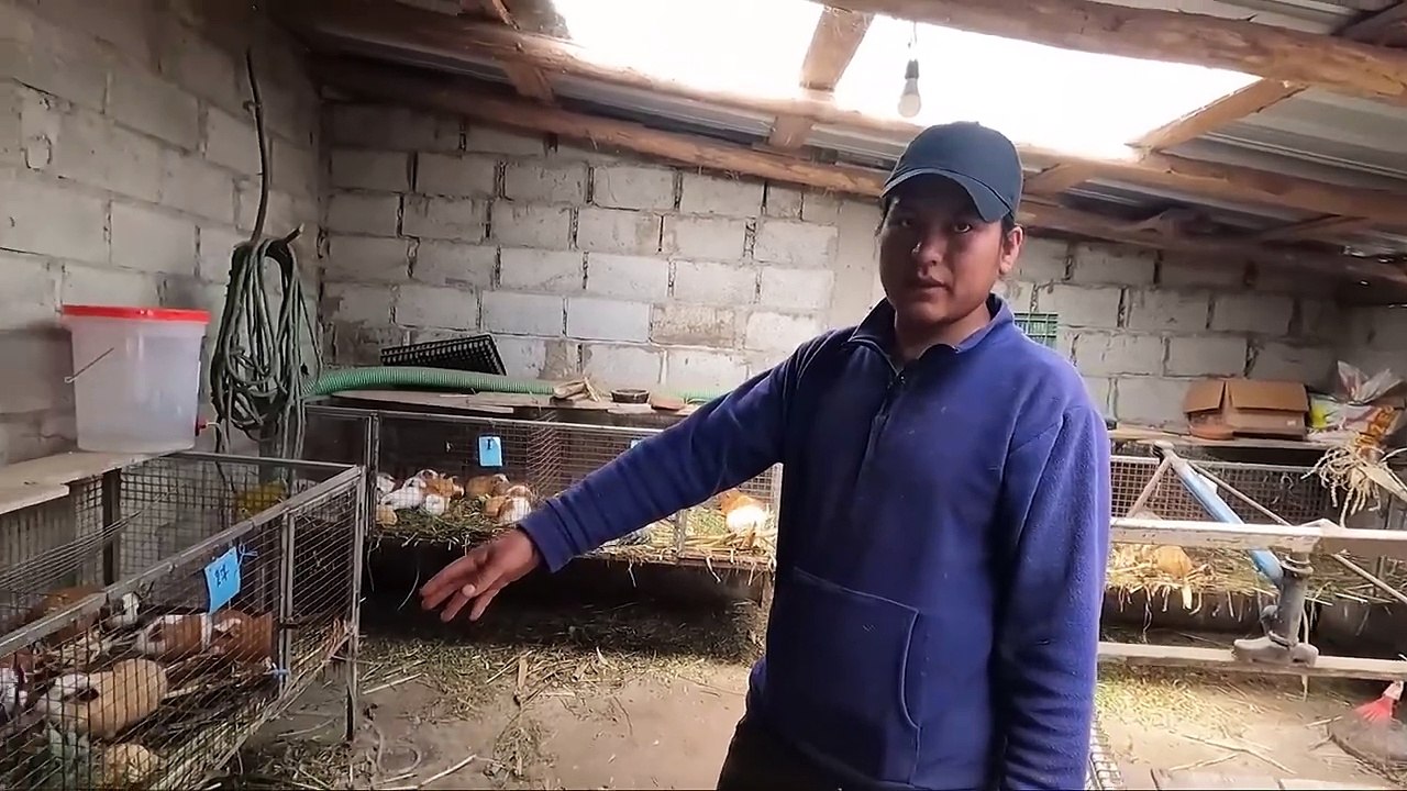CRIANZA DE CUYES - UNA OPORTUNIDAD RENTABLE