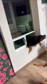 Persistent Pupper Barely Manages To Squeeze Through Window