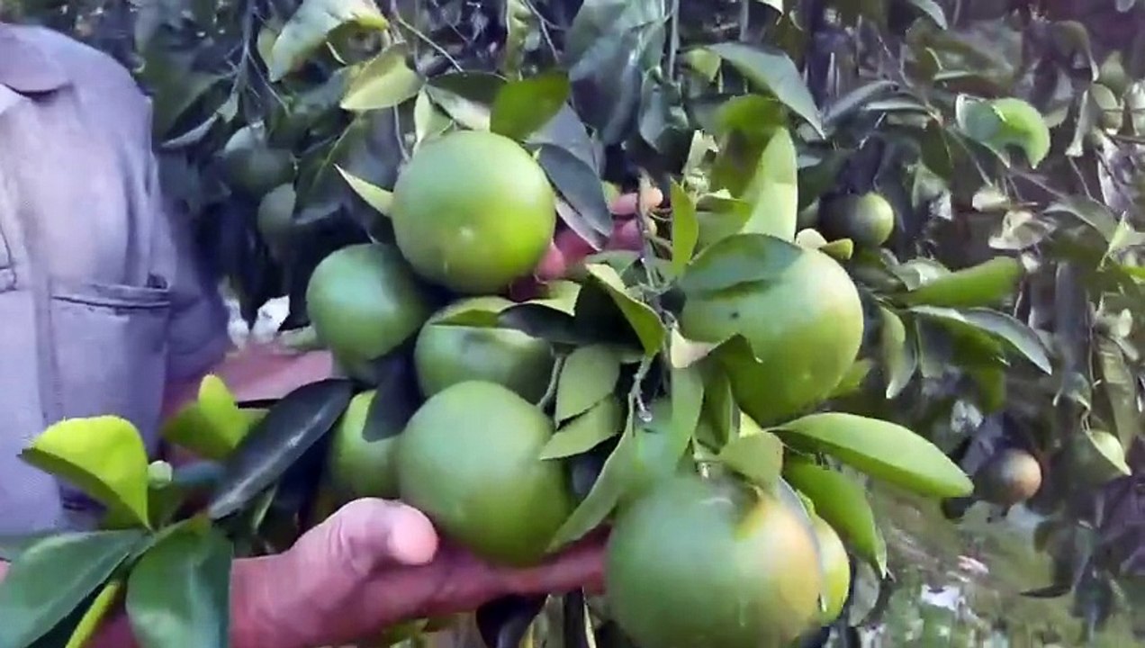 Ông Trần Thiện Thuật (ở xã Vĩnh Ninh, huyện Quảng Ninh, tỉnh Quảng Bình) chia sẻ kinh nghiệm nuôi lợn và trồng cam, trồng quýt cho trĩu quả trên vùng đất đồi gò