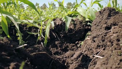 Common Ground | movie | 2023 | Official Trailer