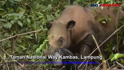 Anak Badak Sumatera Langka Kembali Lahir di Taman Nasional Way Kambas