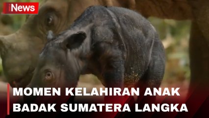 Anak Badak Sumatera yang Terancam Punah Lahir di Taman Nasional Way Kambas