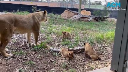 Dubbo zoo's new lion cubs get their first health checks