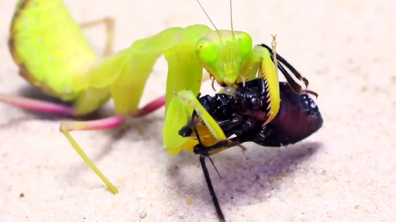 WHAT WILL BE IF THE MANTIS SEES THE BIG SPIDER