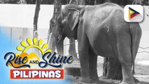 Kaisa-isang elepante sa Manila Zoo na si Maali, pumanaw na dahil sa congestive heart failure