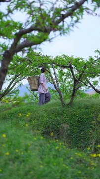 Pea pods obtained from nature which are very valuable for our life, today I also cooked them by mixing them with rice.