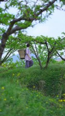 Pea pods obtained from nature which are very valuable for our life, today I also cooked them by mixing them with rice.