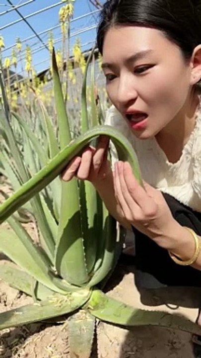 Girl Eating Aloe Vera | Aloe Vera Is Very Good For Health | Food Lovers #asmr #foodies #food #spicy #tasty