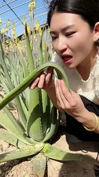 Girl Eating Aloe Vera | Aloe Vera Is Very Good For Health | Food Lovers #asmr #foodies #food #spicy #tasty