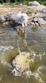 Puppy And Fish Playing With Each Other | Animals Funny Reactions | Animals Funny Moments | Cute Pets #animals #pets #dog #doglover #cutepuppies #fun #love #cute #beautiful #funny
