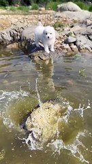 Download Video: Puppy And Fish Playing With Each Other | Animals Funny Reactions | Animals Funny Moments | Cute Pets #animals #pets #dog #doglover #cutepuppies #fun #love #cute #beautiful #funny