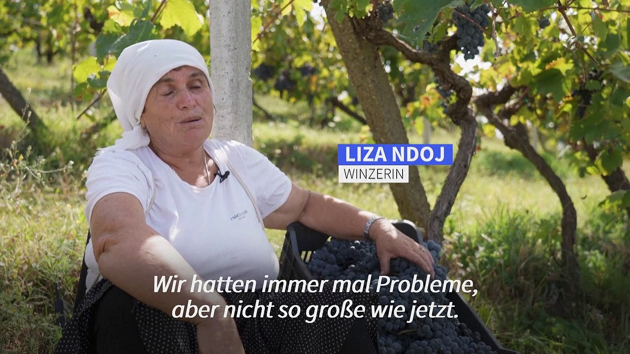 Klimawandel macht Albaniens Winzern zu schaffen