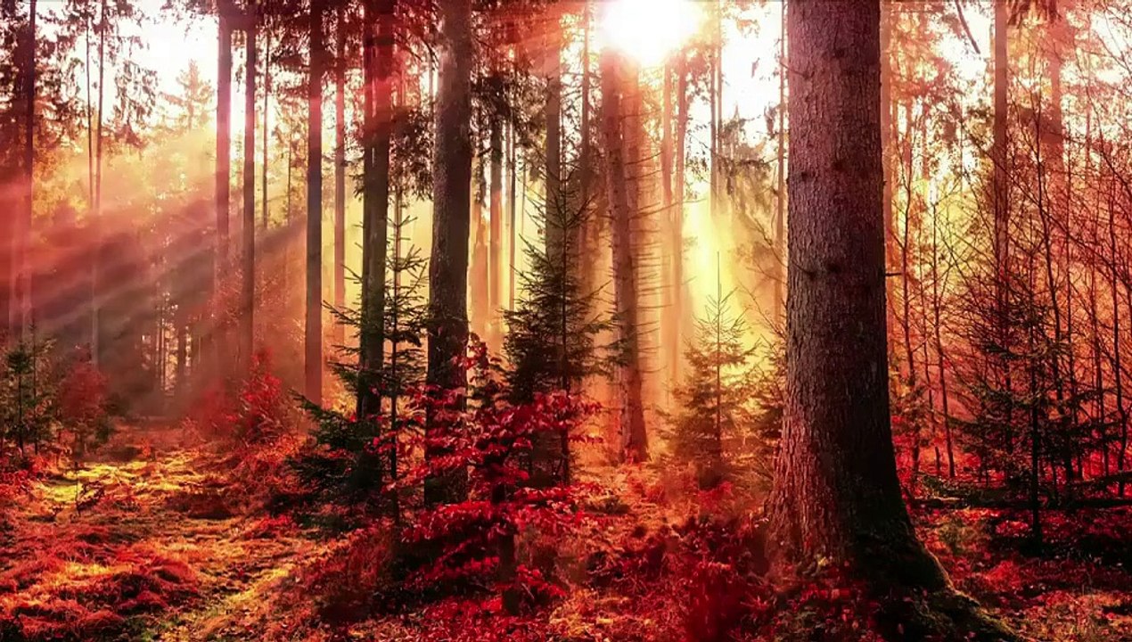 Relaxing Music For Sleep