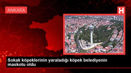 Sokak köpeklerinin yaraladığı köpek belediyenin maskotu oldu