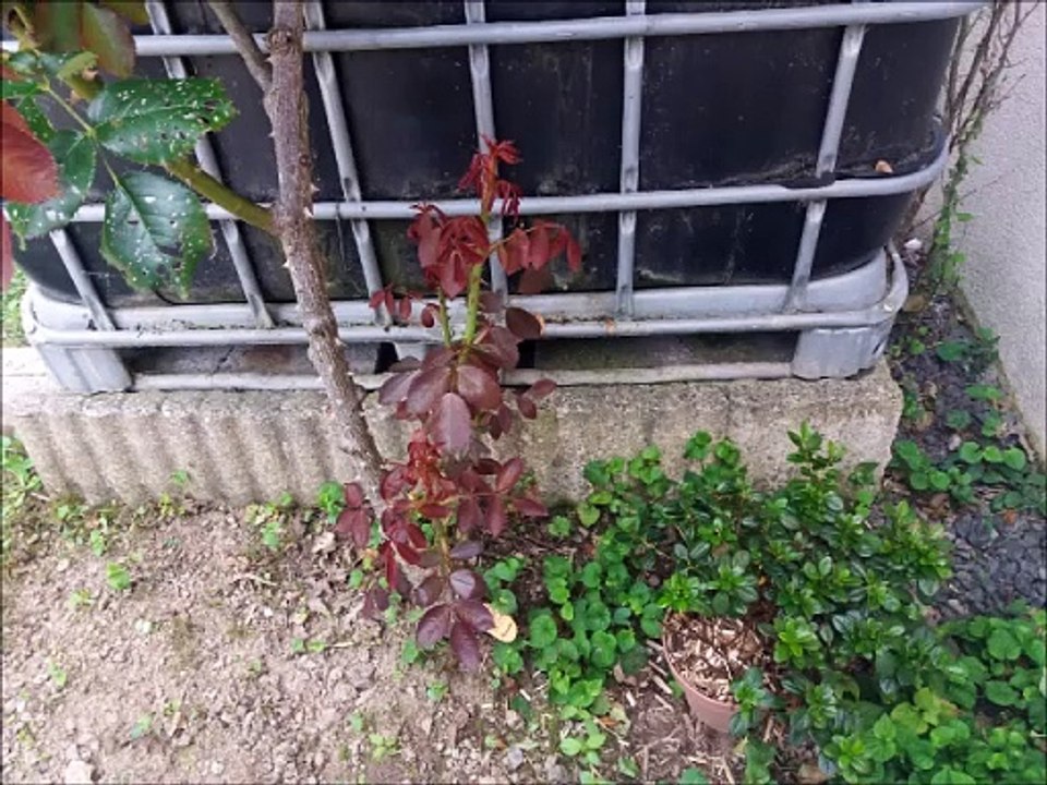 Récupérateur d'eau