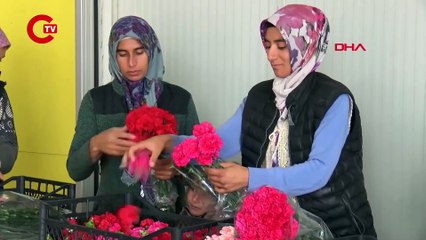 SİRTAKİDE TABAK KIRMANIN YERİNİ ALAN TÜRK KARANFİLİNDEN 2 MİLYON DOLARLIK GELİR