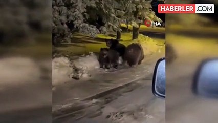 Uludağ'da Ayı Saldırısı: Vatandaşlar Korku Dolu Anlar Yaşadı