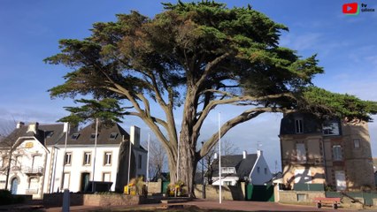 Quiberon  | Deux cyprès abattus   | TV Quiberon 24/7