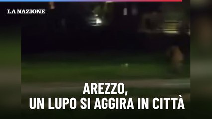 Arezzo, un lupo si aggira in citt?