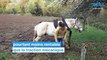 Paysan boulanger, Lowik utilise un cheval pour cultiver son blé