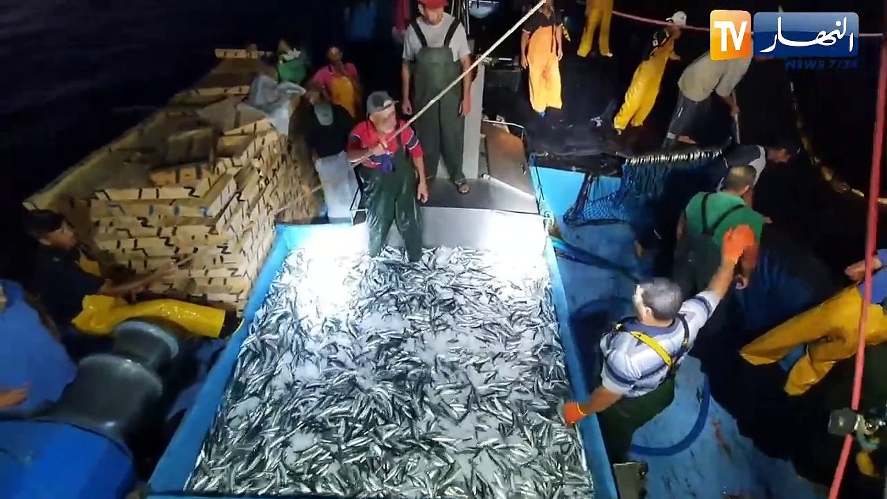 الصيد البحري في الجزائر.. واقع مضطرب وإصلاحات بخطى متثاقلة