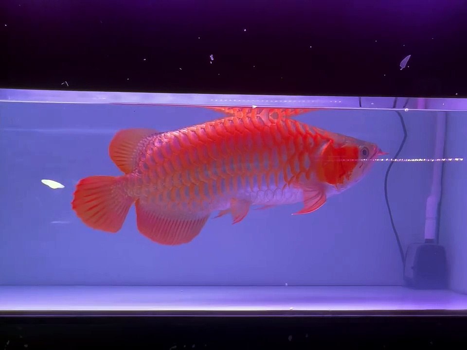 Do you love super red arowana max size in my salon