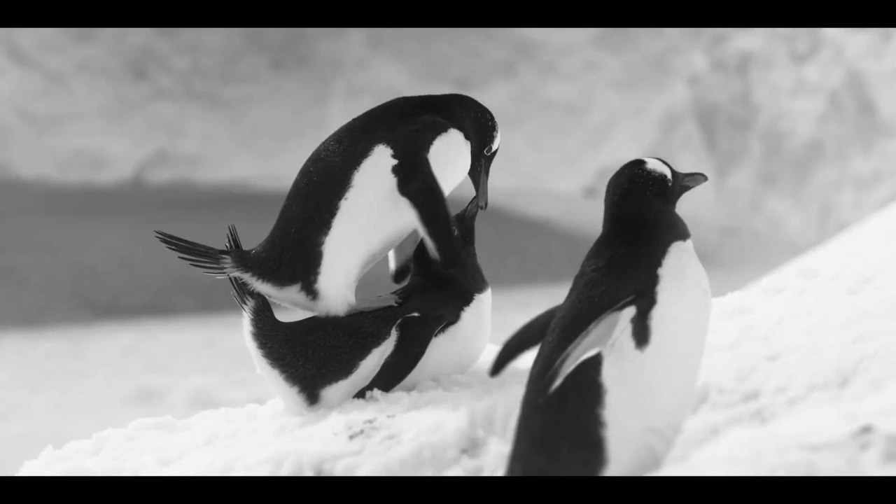 Rückkehr zum Land der Pinguine - Trailer (Deutsche UT) HD