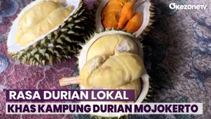 Menikmati Durian Merica yang Dipanen Langsung dari Pohonnya, Khas Kampung Durian, Mojokerto