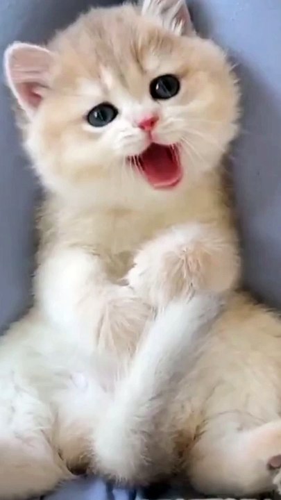 Cute  a animal
