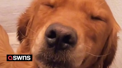 Guilty dog can't even look owner in the eye after making a mess in the bathroom