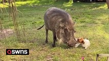 Fully house trained warthog loves belly rubs and even sleeps with the dogs