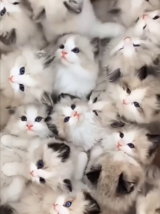 Funny cat  video 