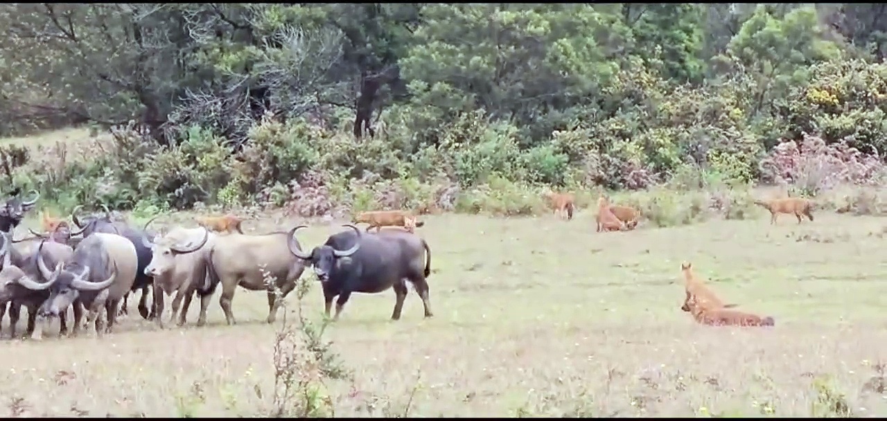 நீலகிரியில் செந்நாய்களிடம் இருந்து குட்டியை காப்பாற்ற அரண்களாக மாறிய மாடுகள்; இணையத்தில் வைரலாகும் வீடியோ