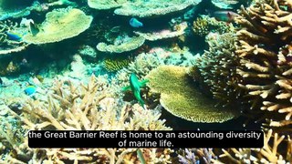 Did You Know - Great Barrier Reef #Greatbarrierreef #Dailymotion #Didyouknow