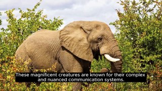 Did You Know - Elephant Communication #Didyouknow #Elephant #Dailymotion