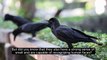 Did You Know - Crows Can Recognize Human Faces #Didyouknow #Dailymotion #Facts