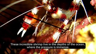 Did You Know - Pistol Shrimp Can Create Shockwaves #Facts #Didyouknow #Dailymotion