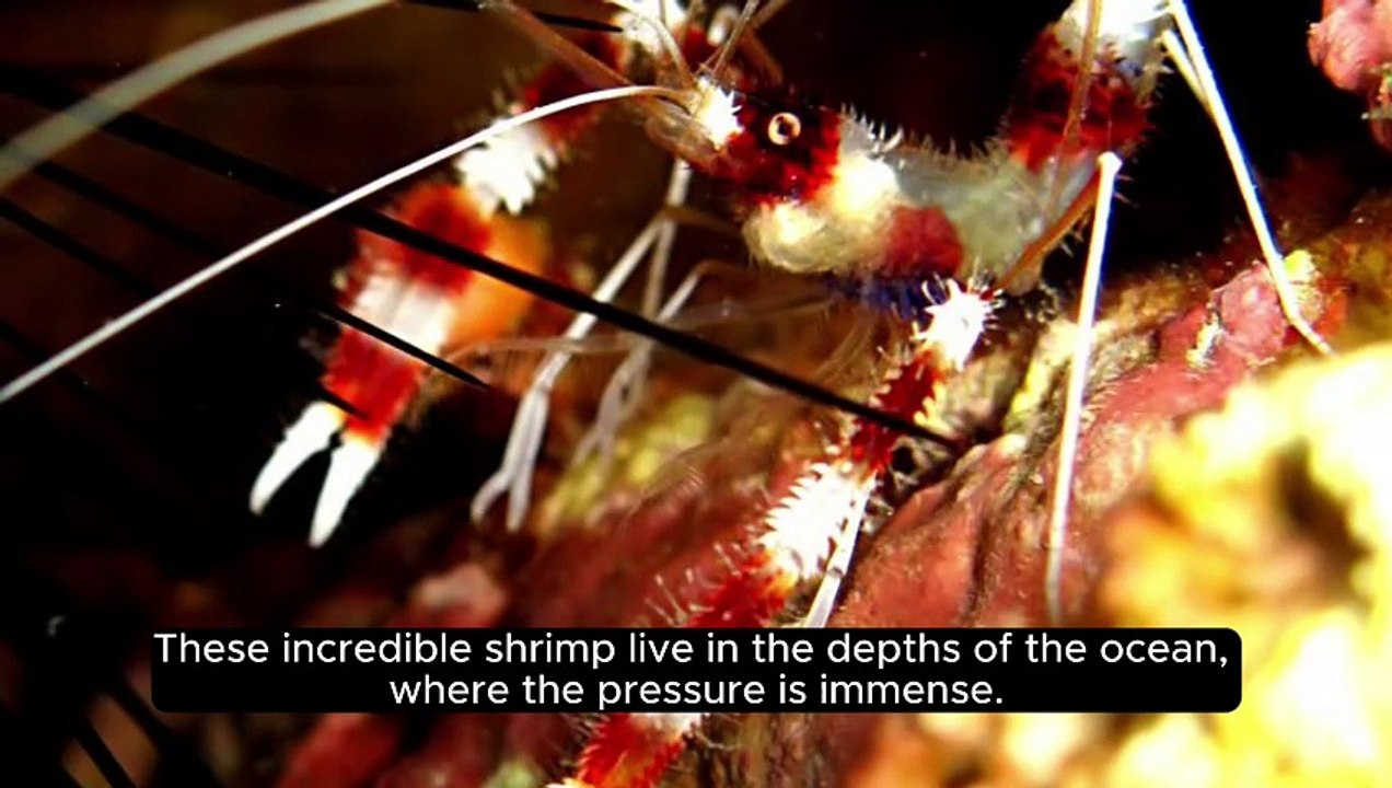 Did You Know - Pistol Shrimp Can Create Shockwaves #Facts #Didyouknow #Dailymotion