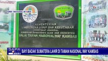 Momen Bayi Badak Sumatera Jantan Lahir di Taman Nasional Way Kambas