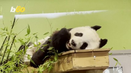 Scotland Bids Farewell to It’s Only Two Pandas