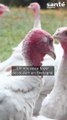 Grippe aviaire : un nouveau foyer découvert en Bretagne